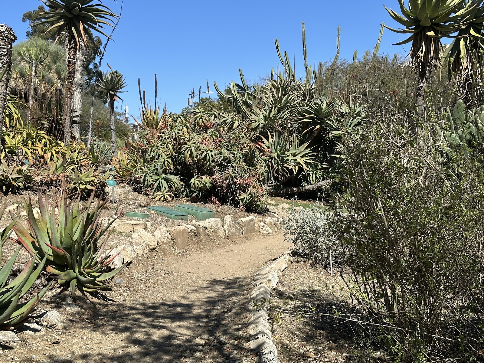 UCLA Mathias Botanical Garden